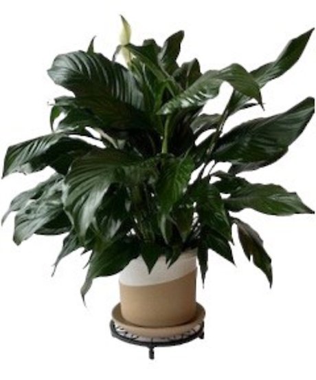 Peace Lily in Roon Pot