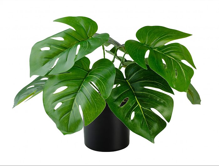 Monstera