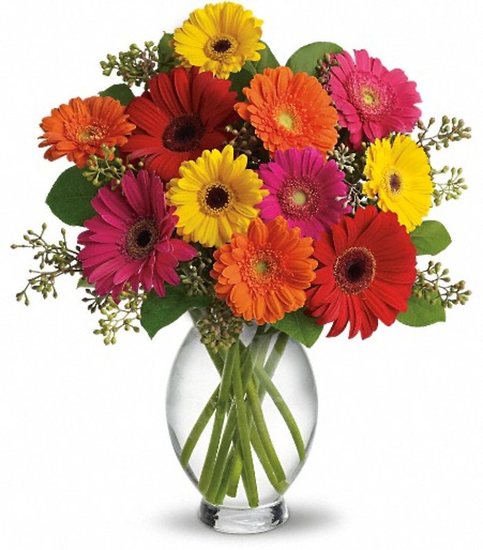 Gerbera Daisy Brights