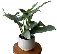 Silver Sword Philodendron