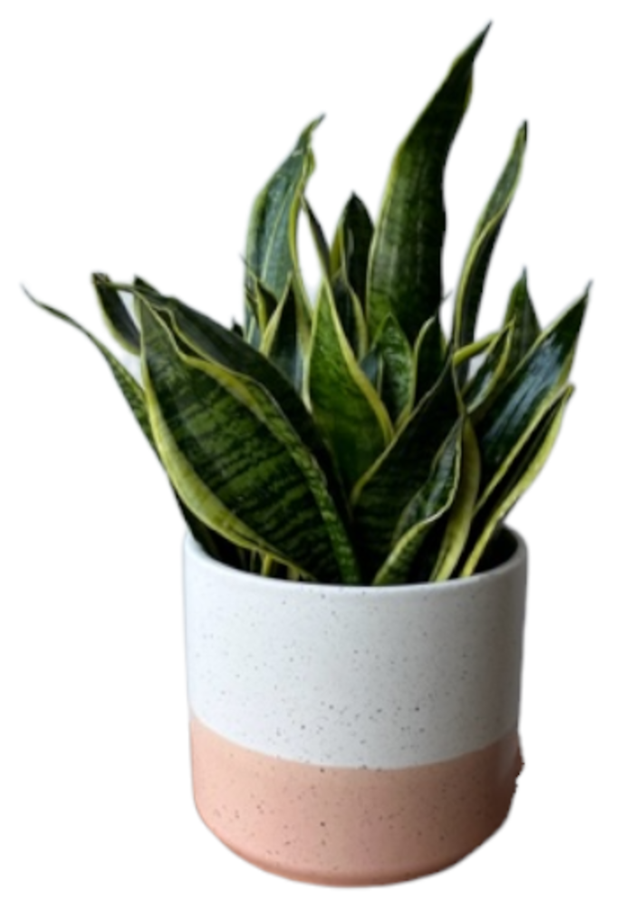 Snake Plant (Sansevieria)