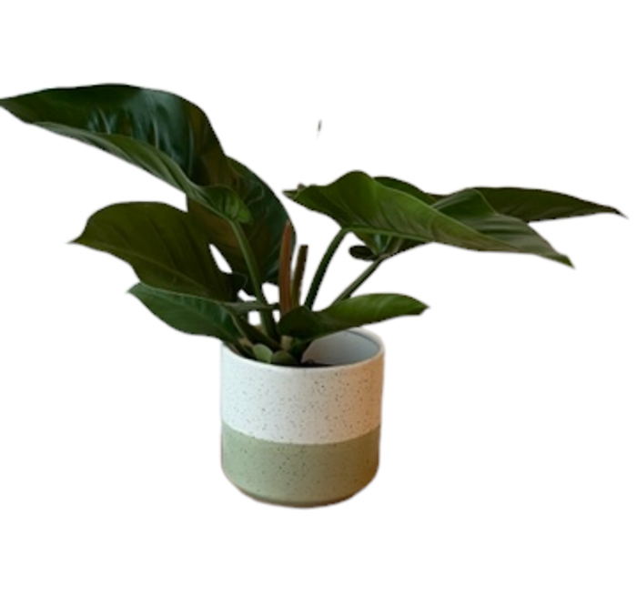 Red Princess Philodendron