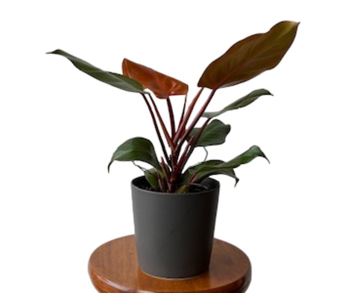 Red Princess Philodendron