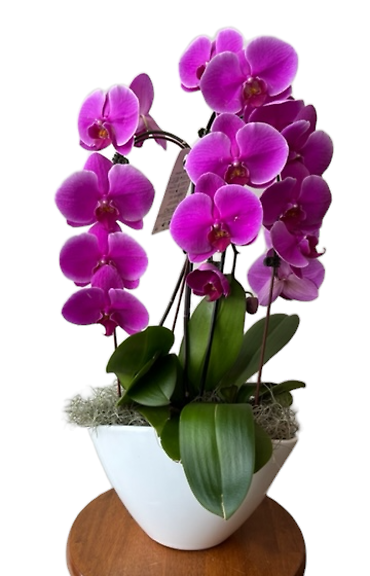 Phalaenopsis Orchid Double