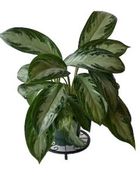 Chinese Evergreen in Growers Pot