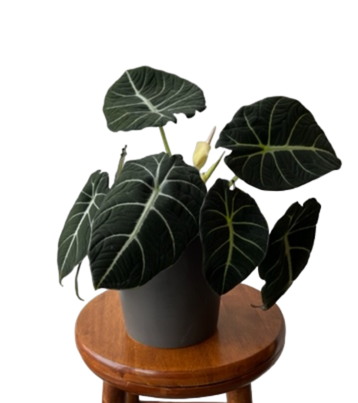 Alocasia - Black Velvet