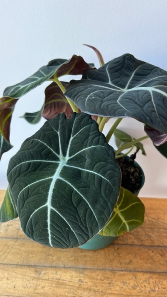 Alocasia - Black Velvet