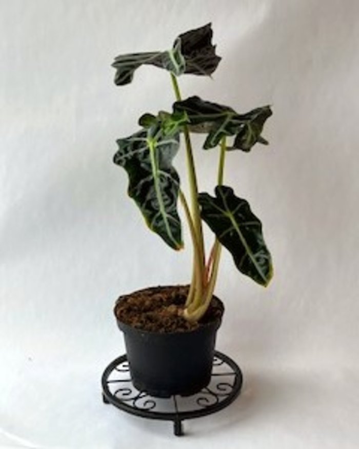 Alocasia