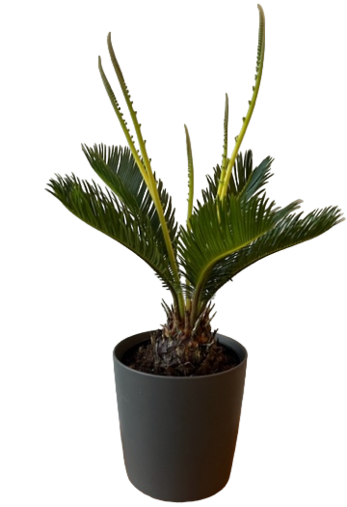 Sago Palm