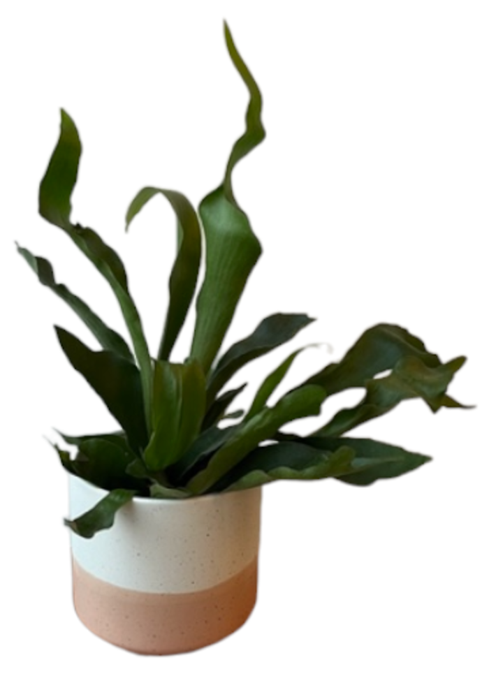 Staghorn Fern