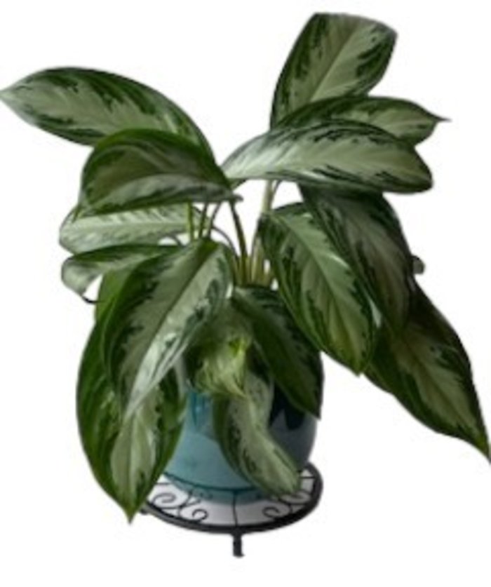 Chinese Evergreen Aqua Container