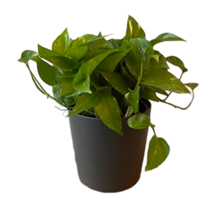 Pothos