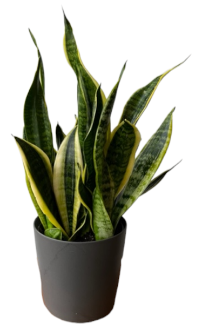 Snake Plant (Sansevieria)