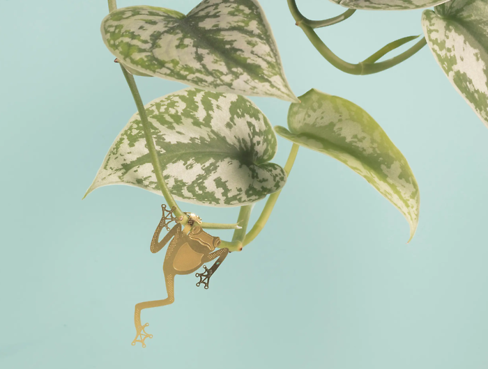 Tree Frog