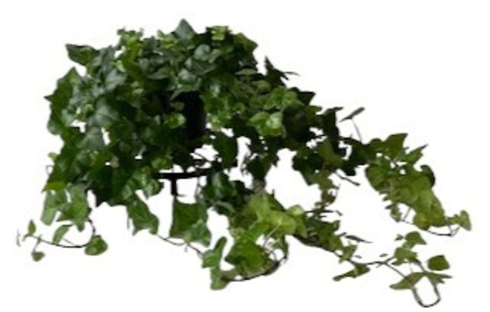 Ivy Green in 6\" growers pot