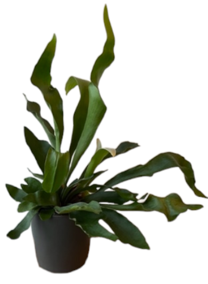 Staghorn Fern